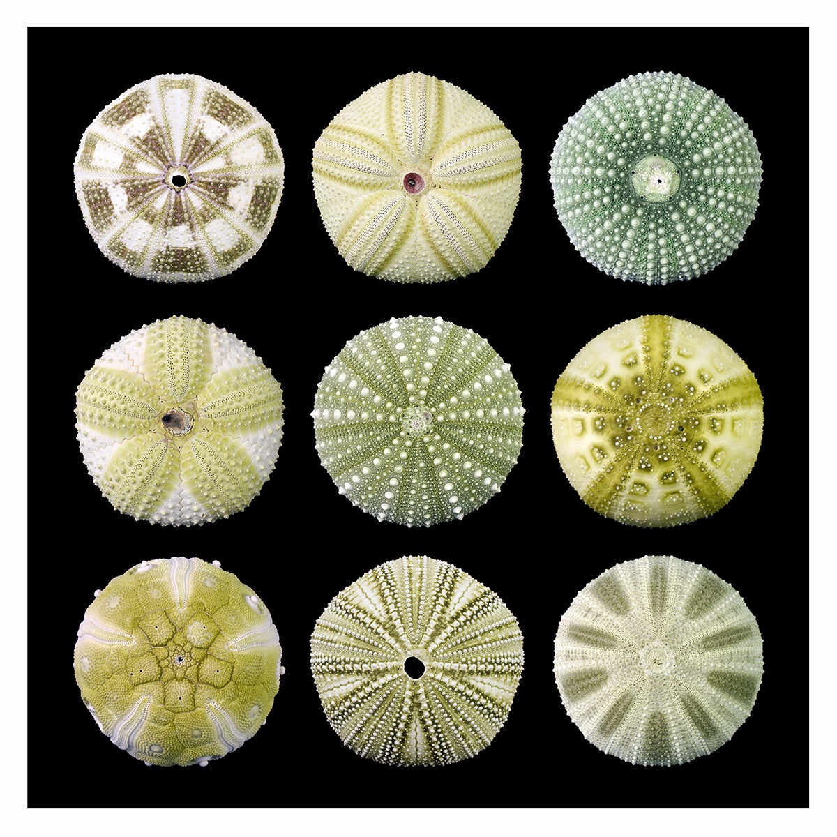Green Urchins – 12x12 in