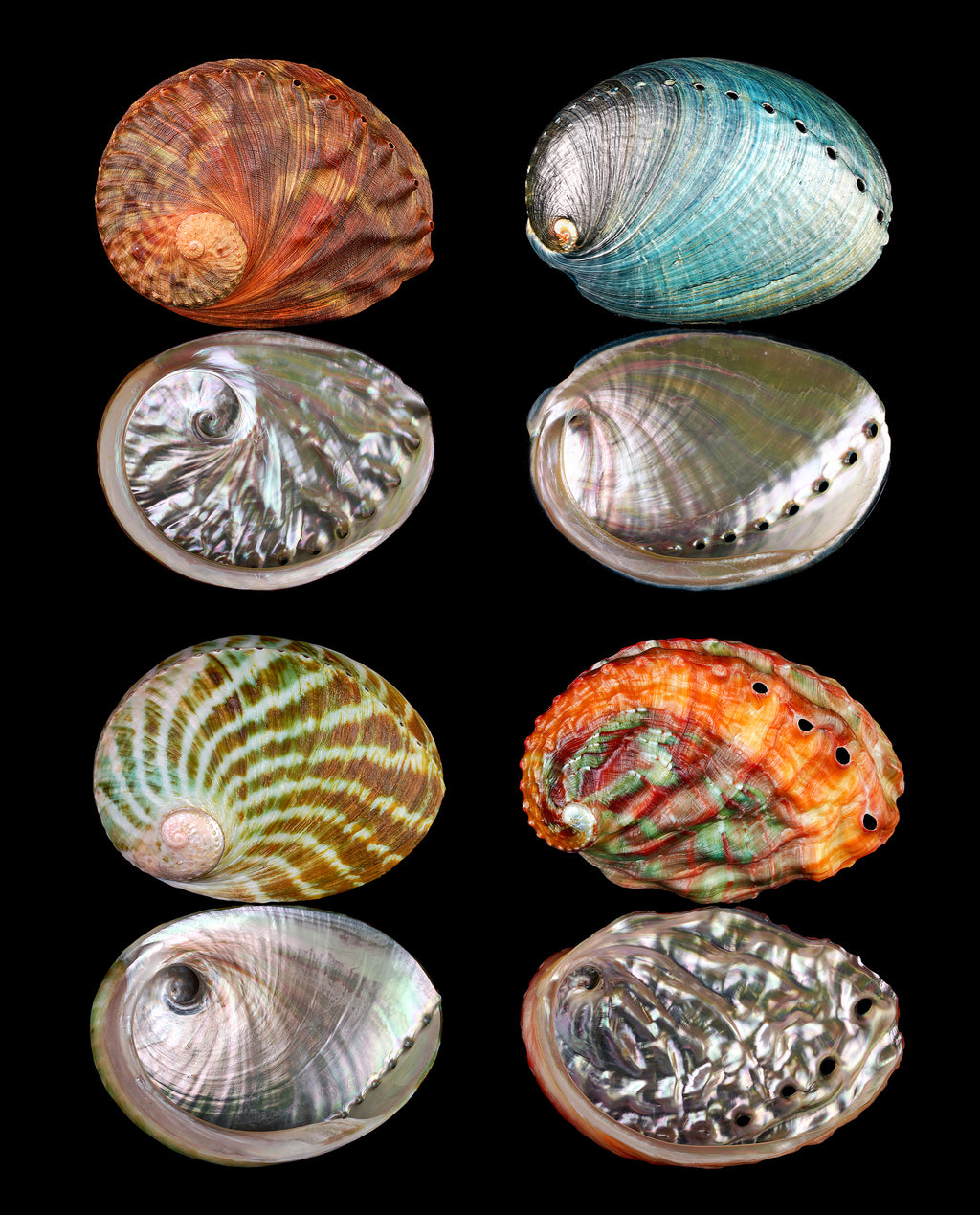 Abalone Portraits — 8×10 in