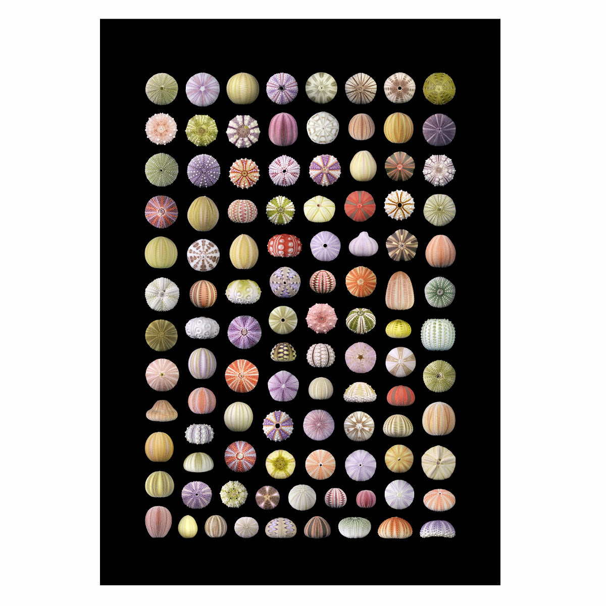 Urchin Mosaic – 12x18 in