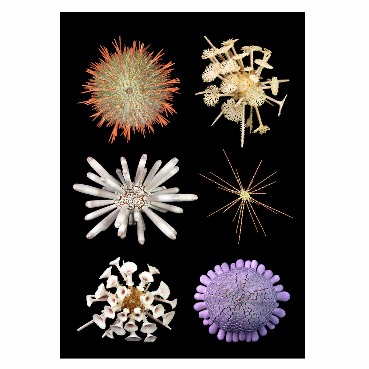 Spiny Urchins – 12x18 in