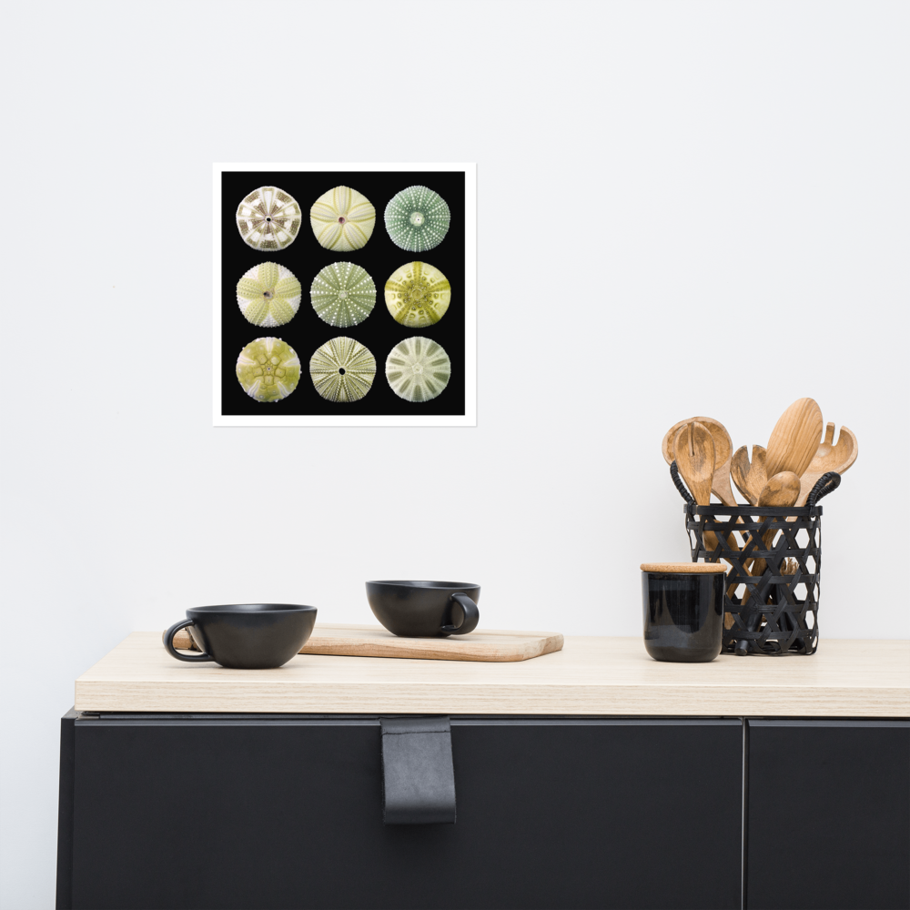 Green Urchins – 12x12 in